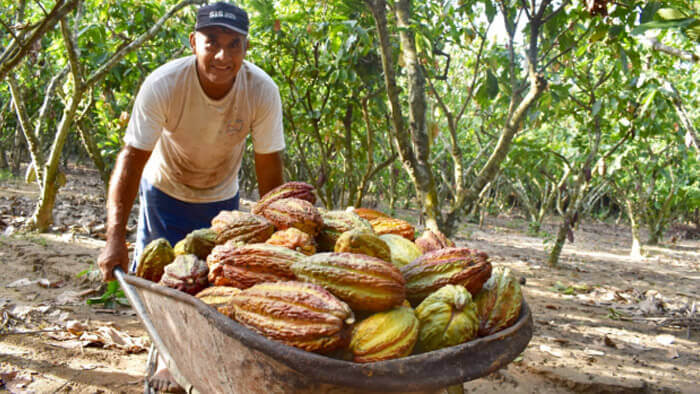 Peru Cocoa Plantation