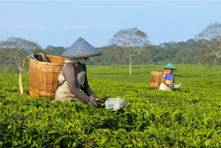 Indonesia Tea Plantation