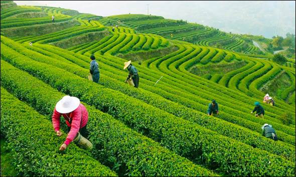 Hangzhou Tea Plantation, China